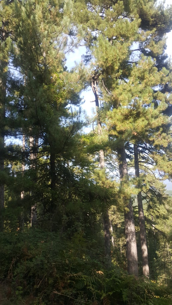 Les pins de la forêt de Noceta