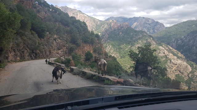 Chèvres sur la route des Gorges