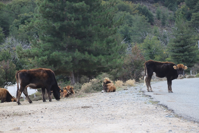 Le retour des vaches sur la chaussée du col de Vergio
