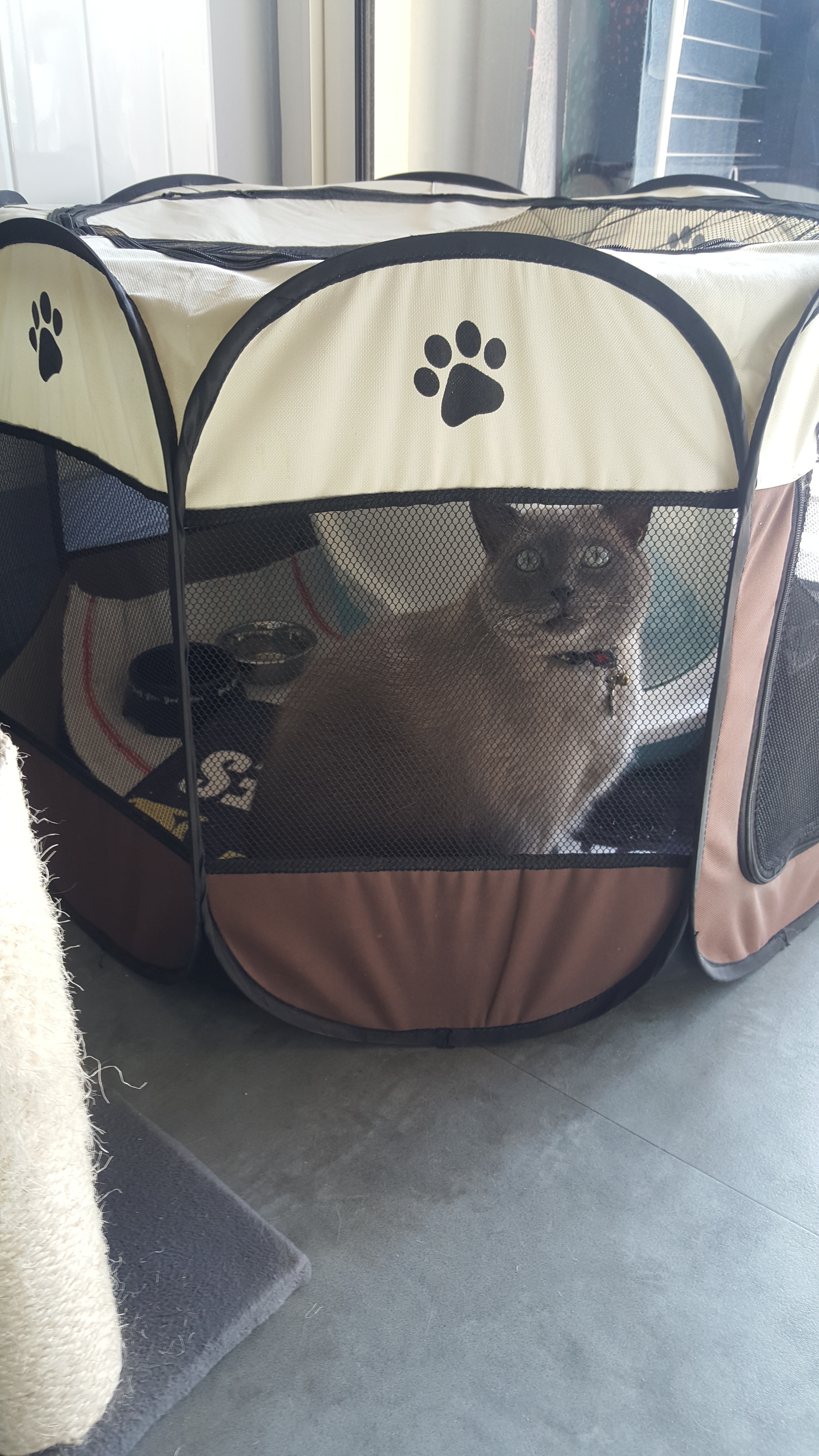 Le chat Diamond Le chat Diamond