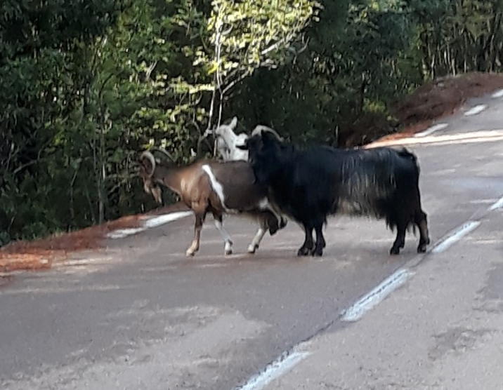 Le 1er troupeau de chèvres qui croisera notre route Le 1er troupeau de chèvres qui croisera notre route