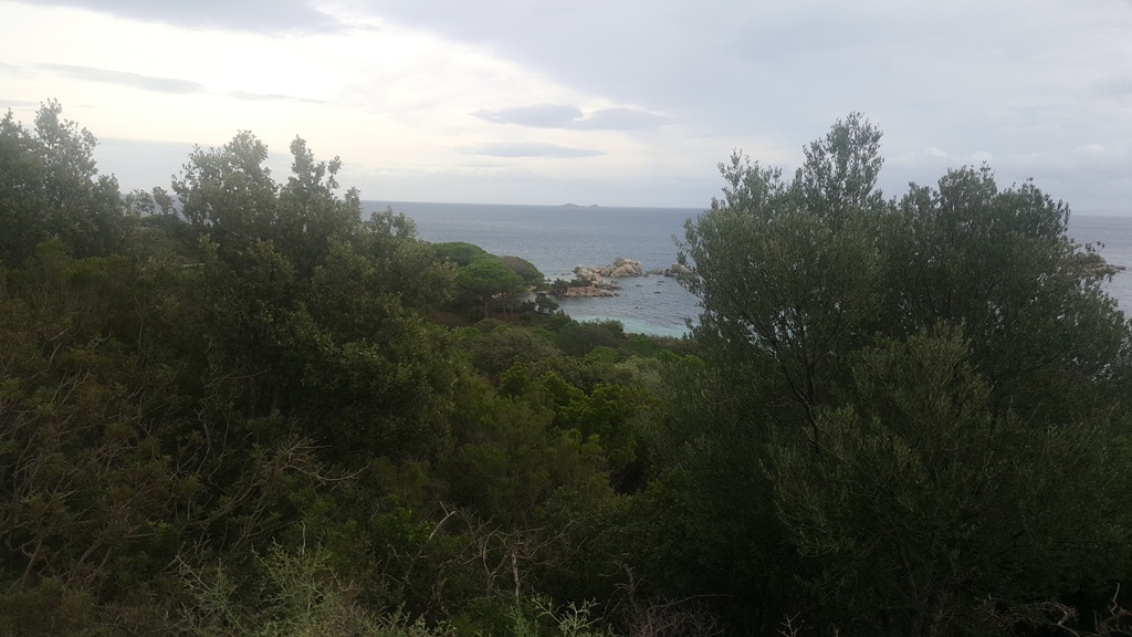 La plage de Palombaggia sans son pin mythique La plage de Palombaggia sans son pin mythique