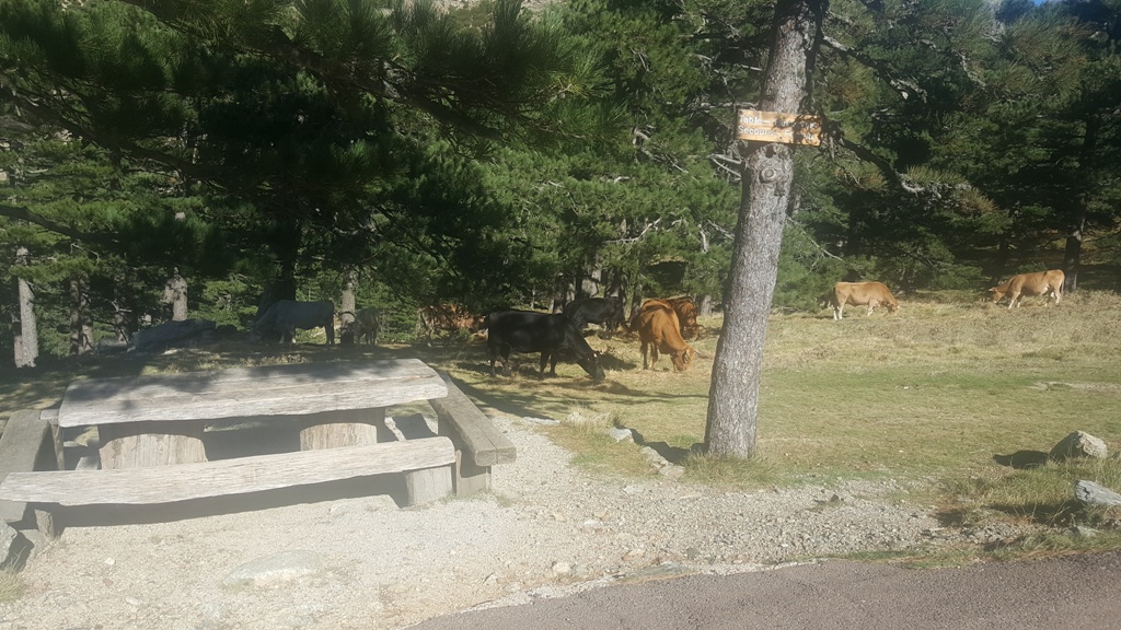 Troupeau de vaches en liberté au sommet de Bavella Troupeau de vaches en liberté au sommet de Bavella