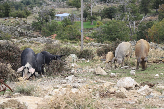 Les cochons ne sont pas très loin - Col de Vergio
